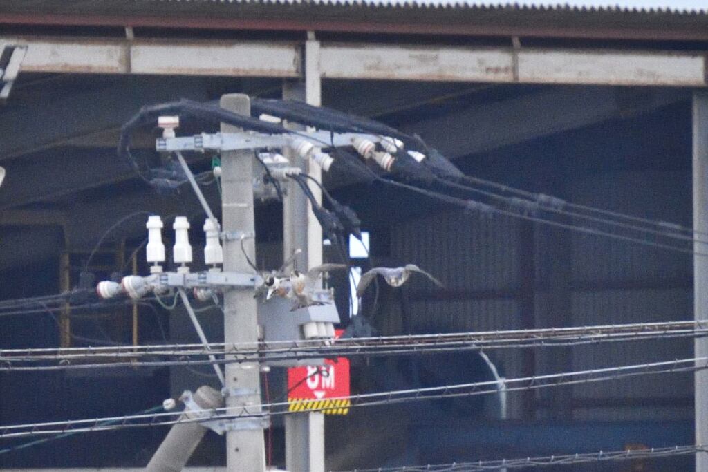 追うハヤブサ　逃げるタゲリ3