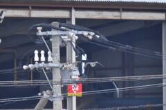 追うハヤブサ　逃げるタゲリ3