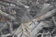 ホシゴイ（ゴイサギ）