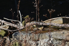 マヒワとカワラヒワ