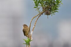 アリスイ　初撮り