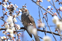 梅にヒヨドリ