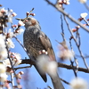 梅にヒヨドリ