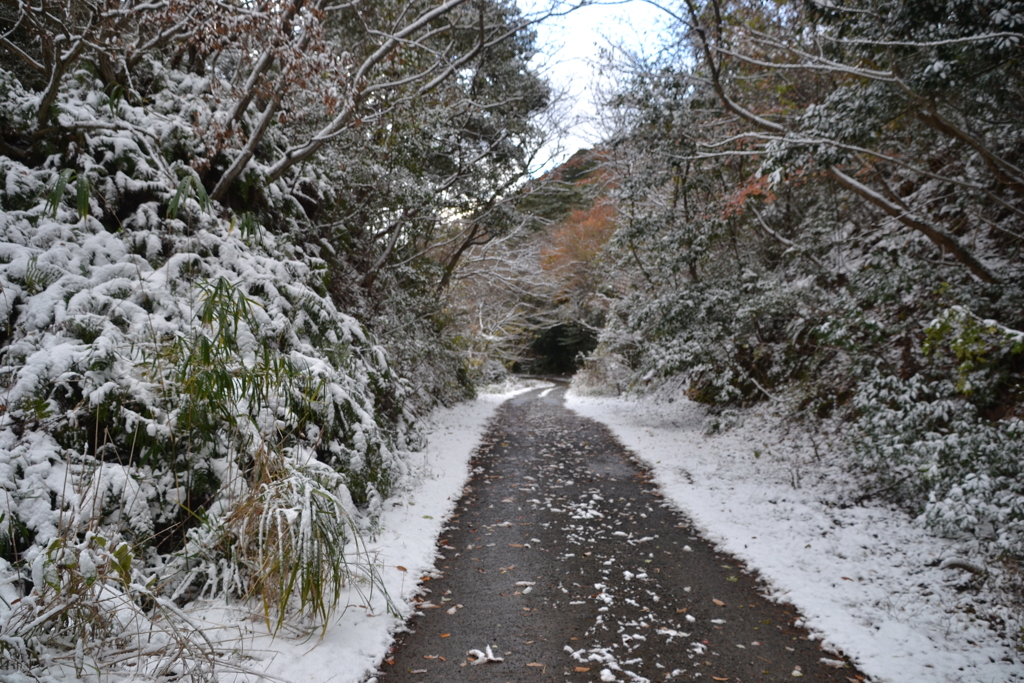 西油山の林道