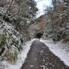 西油山の林道