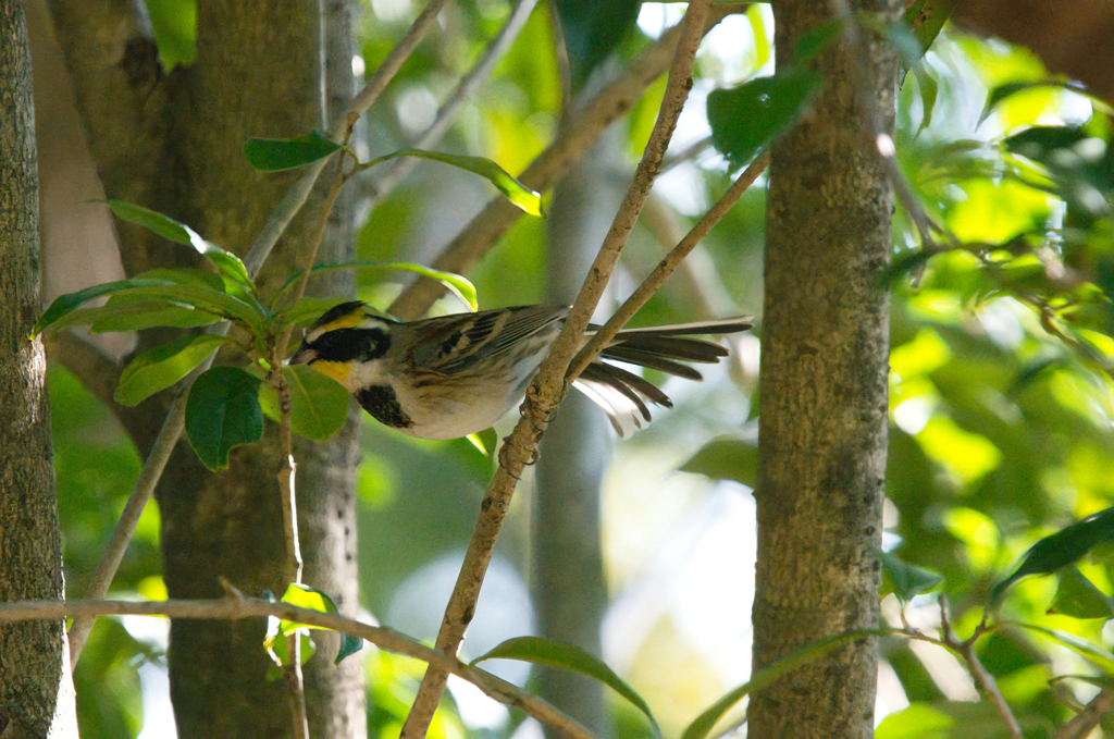 ミヤマホオジロ