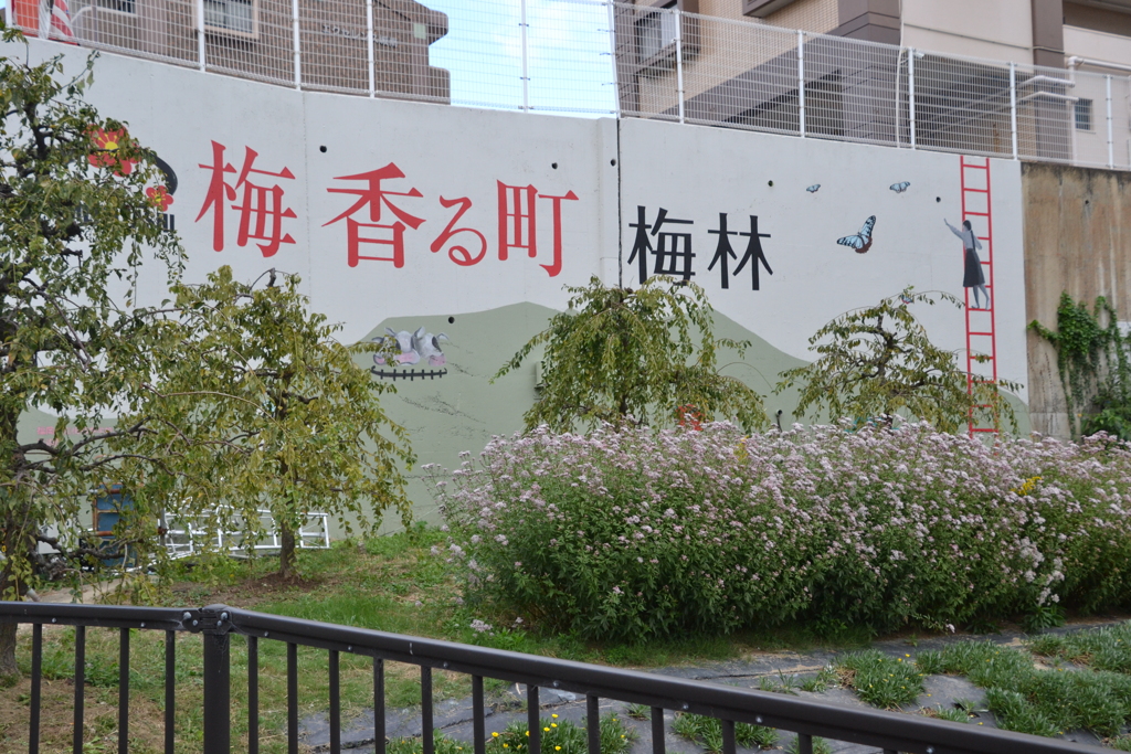 梅香る町　梅林