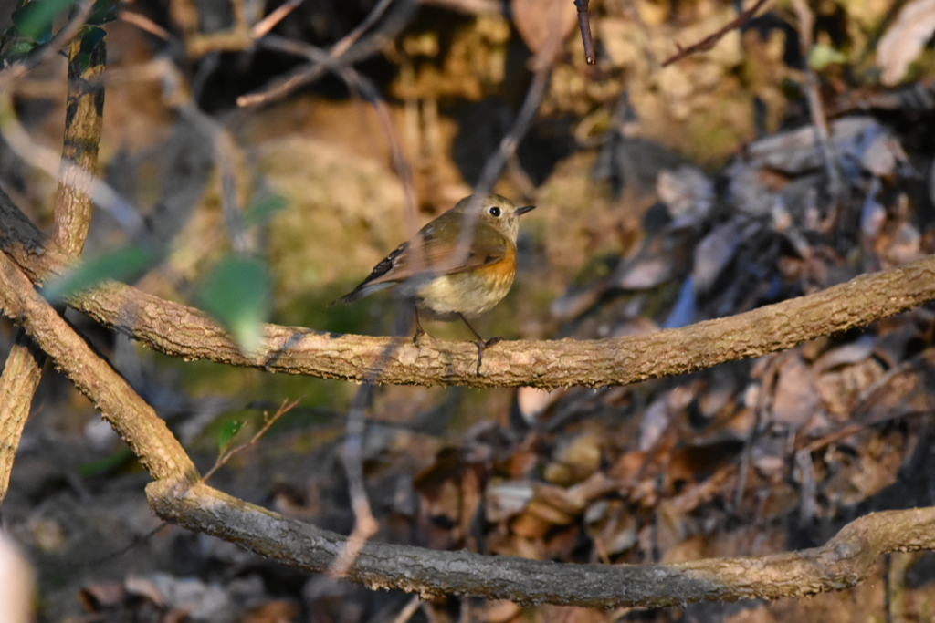 今年の初鳥　ルリビタキ♀