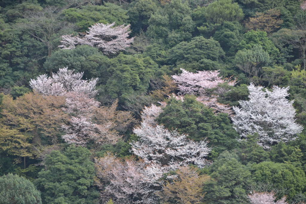 大分市小岳のヤマザクラ