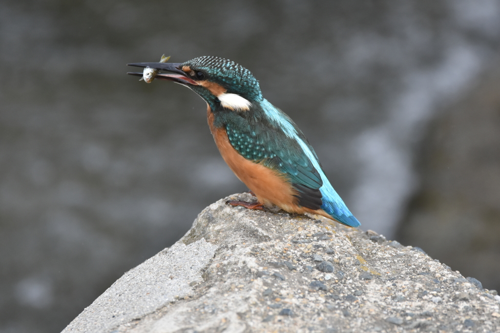 カワセミ