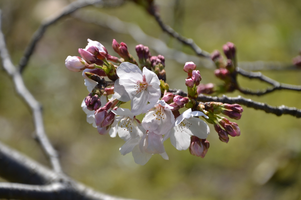 ボタンシャクナゲ園の桜