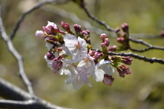 ボタンシャクナゲ園の桜