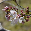 ボタンシャクナゲ園の桜