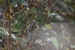 ルリビタキ♀