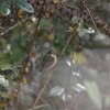ルリビタキ♀