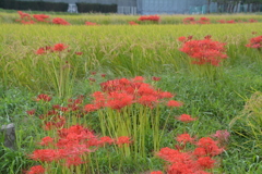 秋の気配　彼岸花