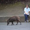 ほんと，人に馴れている