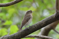 オオルリのメス？それとも若オス？