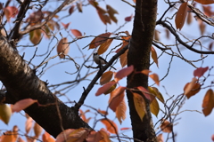 エナガと紅葉