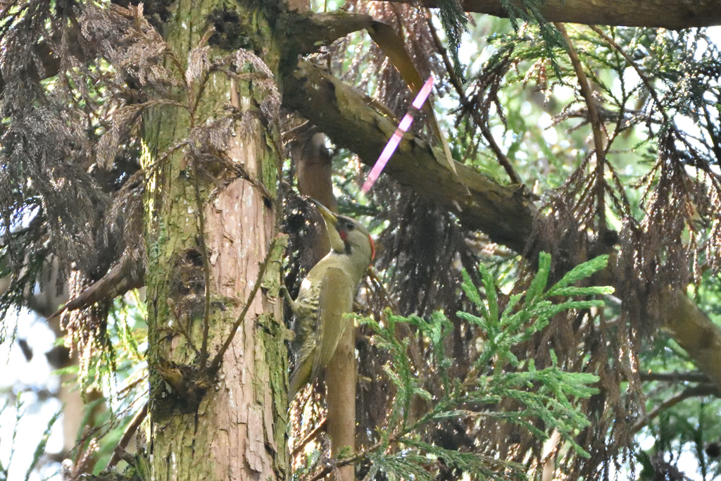光の差す先にはアオゲラさんが・・・　西油山