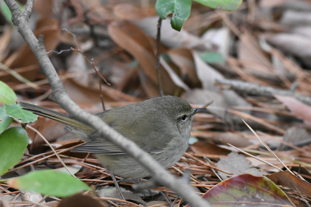 チフチャフ？　ウグイス？