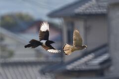 しつこいカチガラス