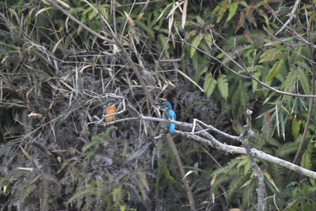 みつめる二人（二羽）