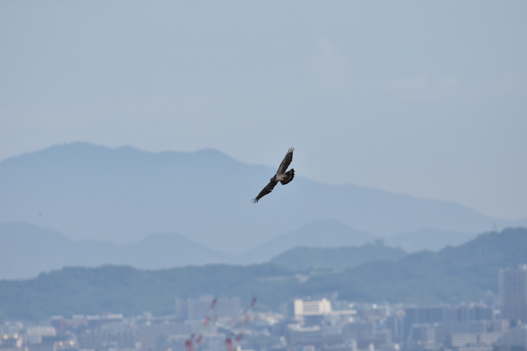 ハチクマ