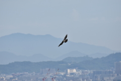 ハチクマ