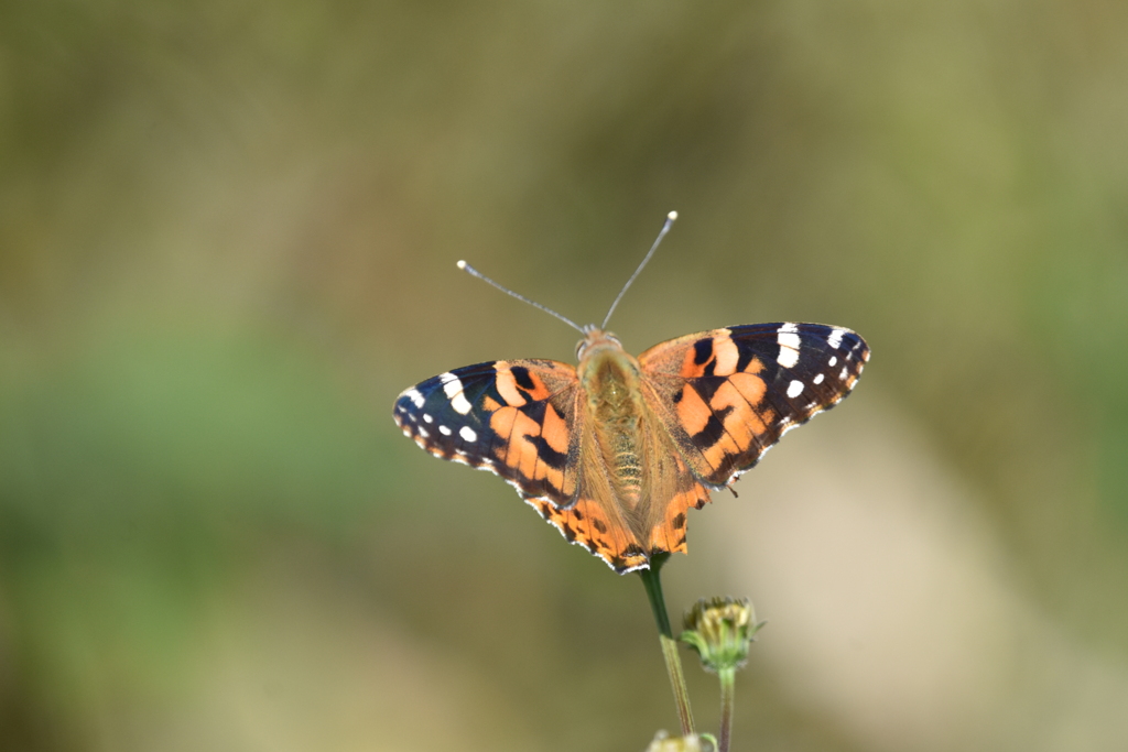 ヒメアカタテハ