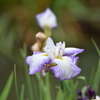 菖蒲　香椎宮
