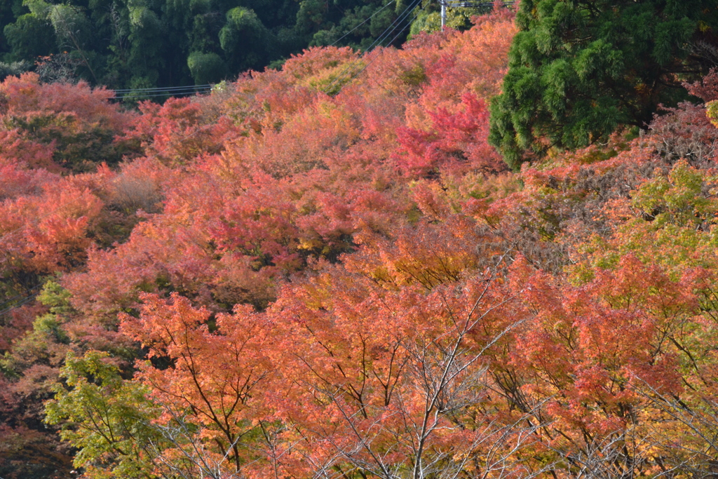 紅葉2