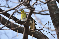 アオバト