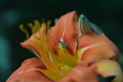 ヤブカンゾウにアシグロツユムシ（幼虫）？