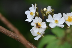 花とミツバチ　西油山