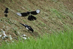 カササギ