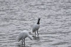 クロツラヘラサギ