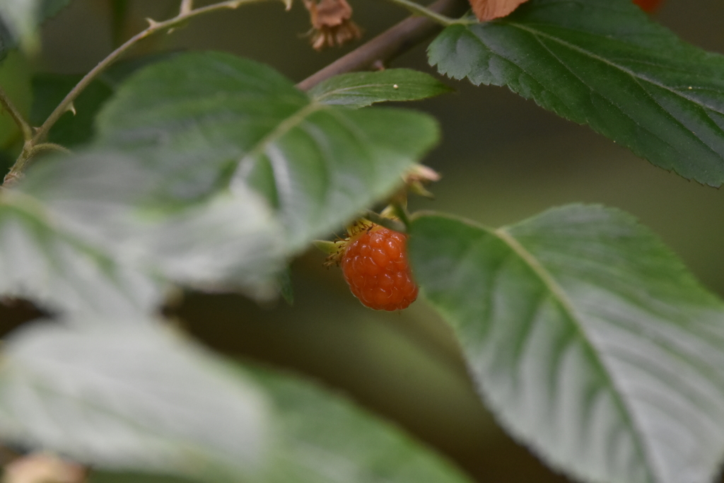 木イチゴの実