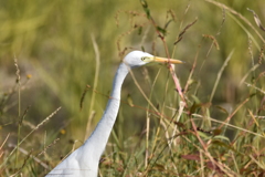 チュウサギ