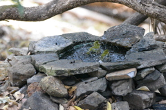 メジロの水浴び