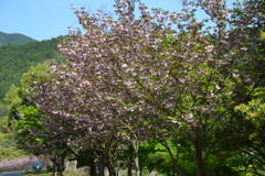 篠栗町の桜