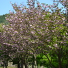 篠栗町の桜