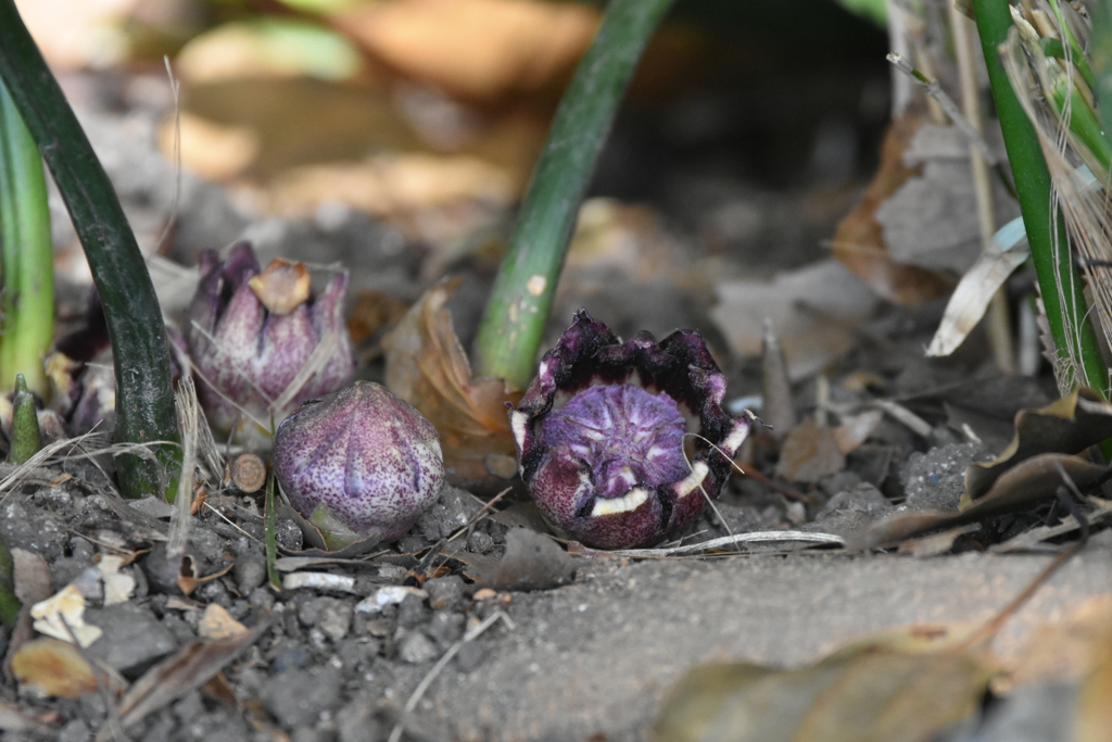 ハランの花