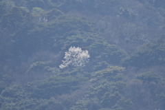 油山のヤマザクラ