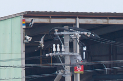 追うハヤブサ　逃げるタゲリ4