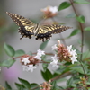 次はどの花にしようかな？