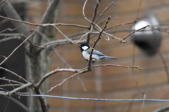 シジュウカラ