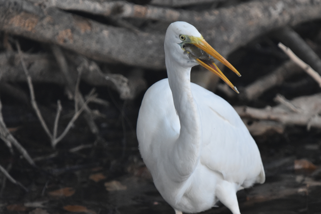 いただきま～す♪