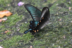 ミヤマカラスアゲハ