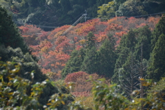 曲淵ダムからみた紅葉